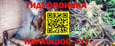 стаф Брянск